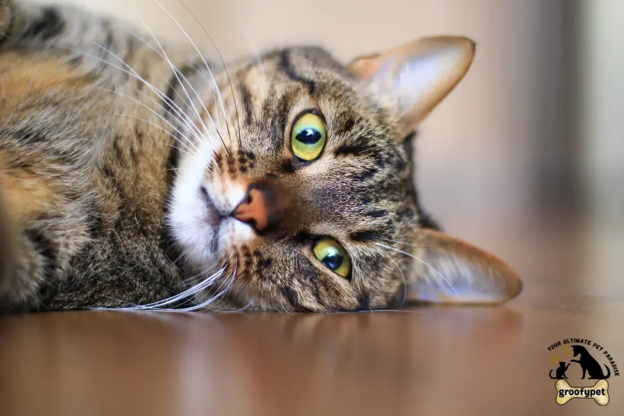 female tabby cat personality