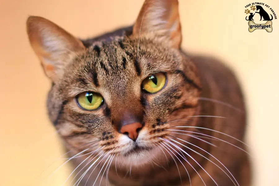 female tabby cat personality