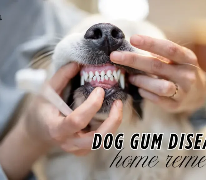 Dog Gum Disease Home Remedy That Truly Works!