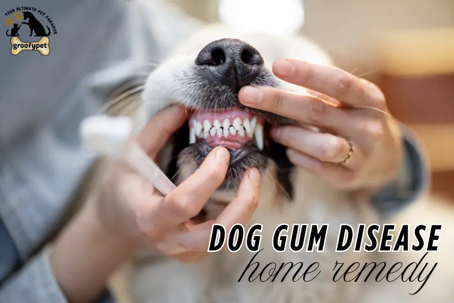 dog gum disease home remedy