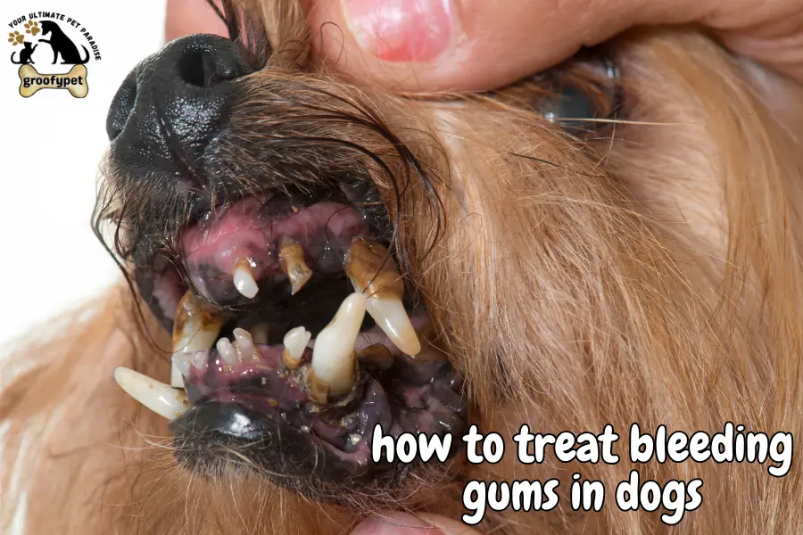 how to treat bleeding gums in dogs 