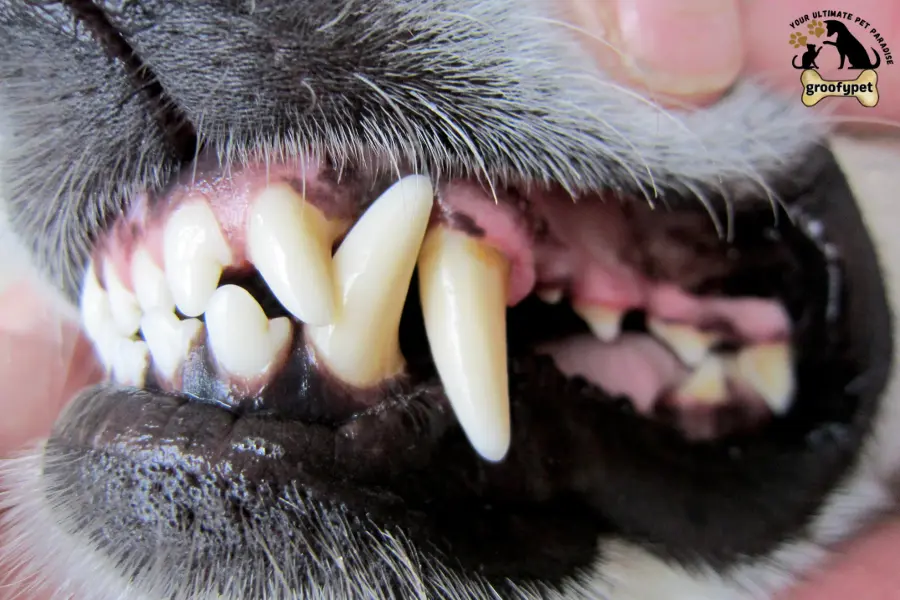 dog gum disease home remedy