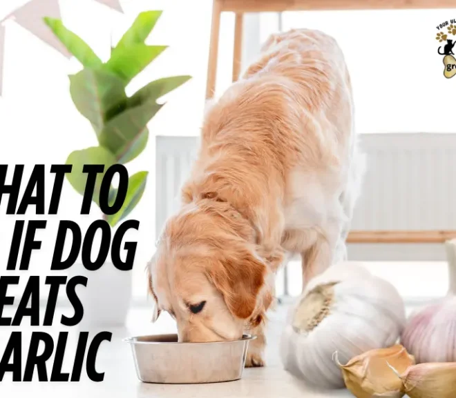 What to Do If Dog Eats Garlic – Don’t Wait, Protect Them Now