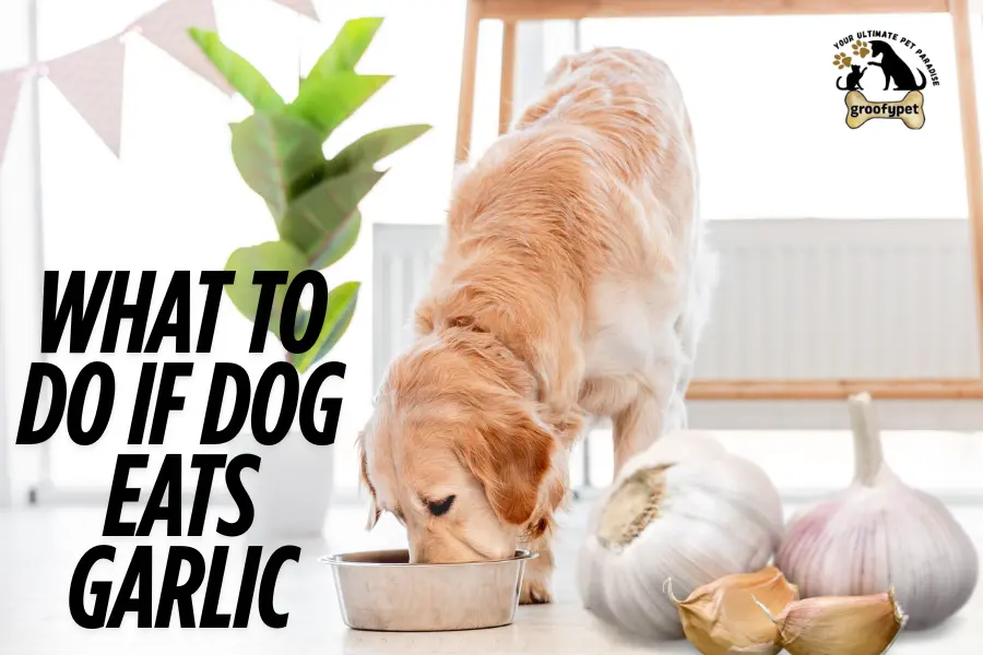 What to do If dog eats garlic