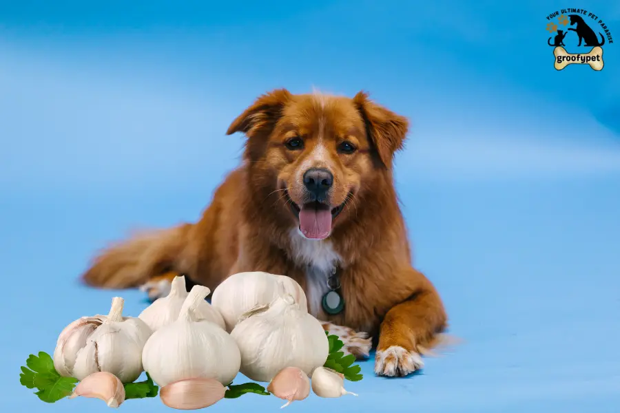 What to do If dog eats garlic