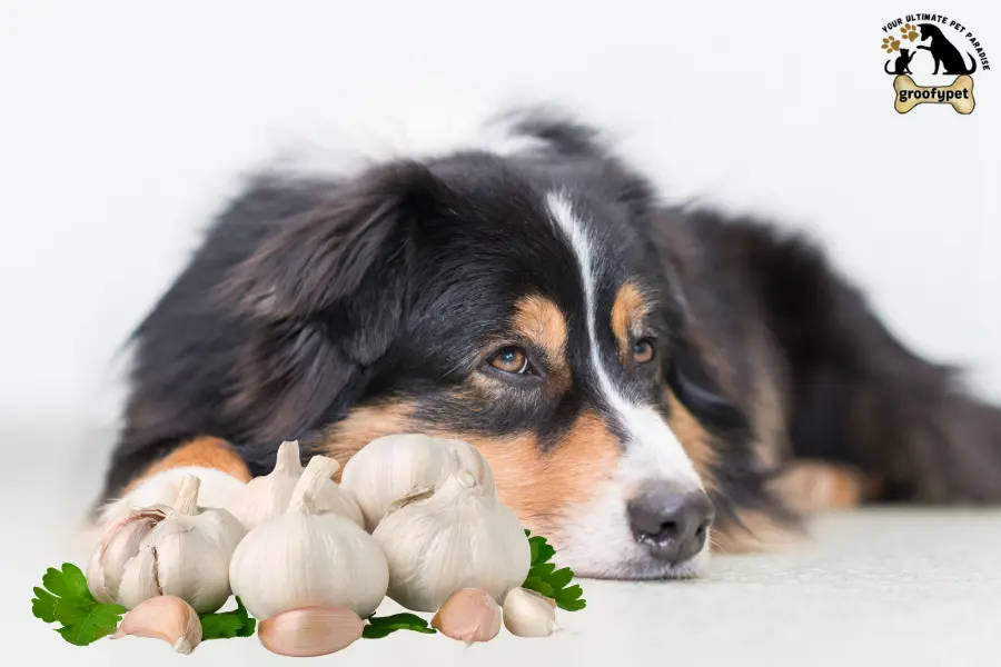 What to do If dog eats garlic