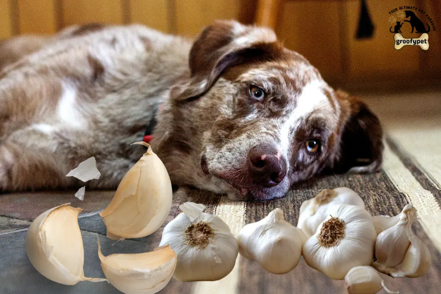 What to do If dog eats garlic