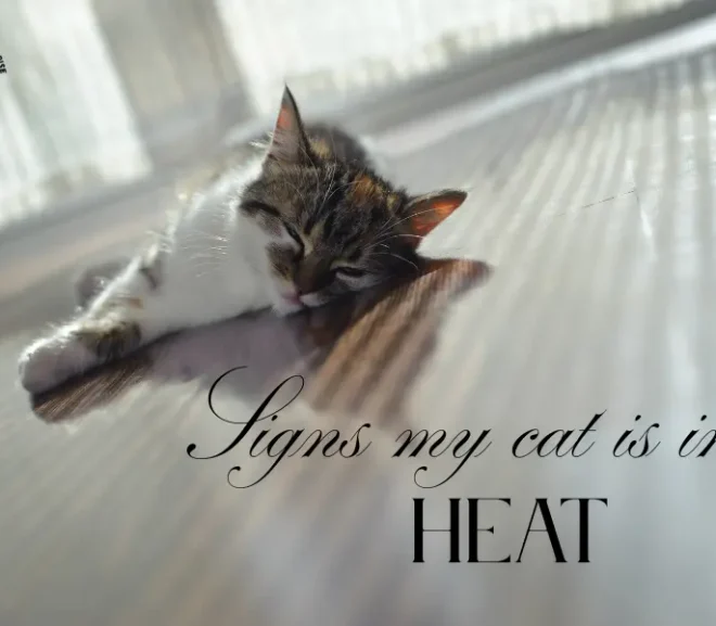 Signs My Cat Is in Heat: You Should Never Ignore