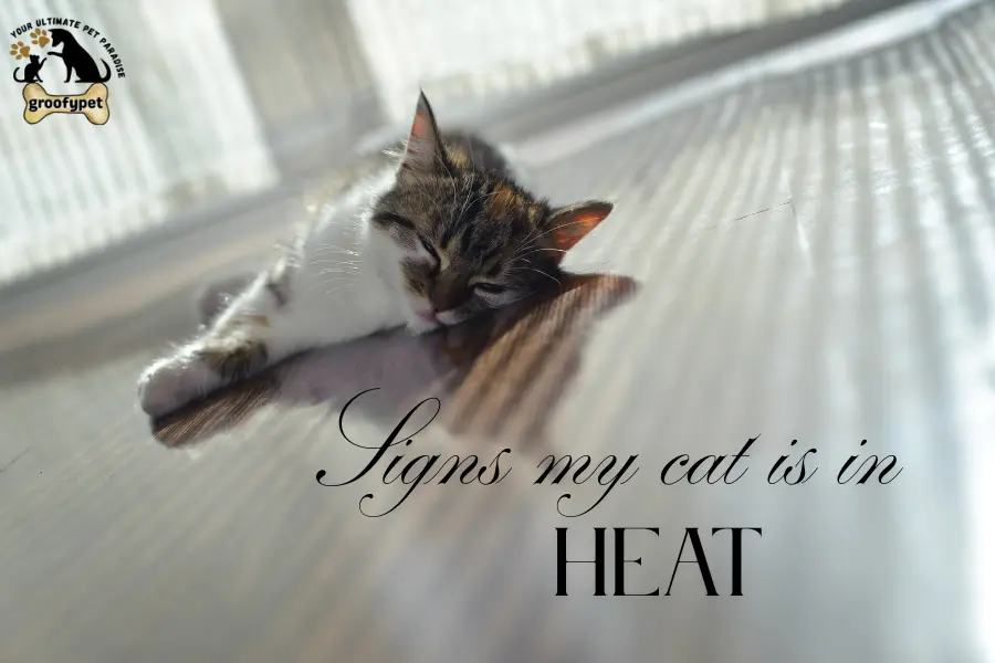 signs my cat is in heat