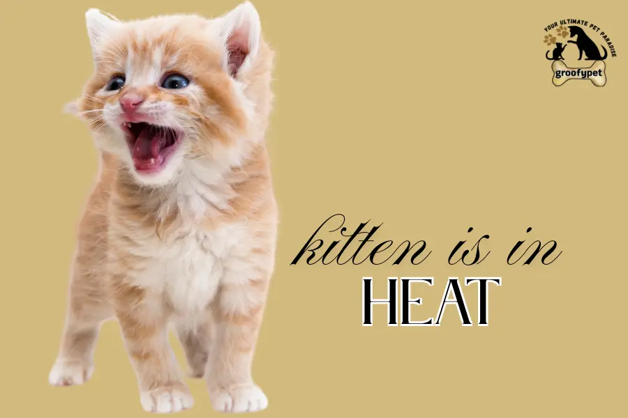 Signs Your Kitten Is in Heat