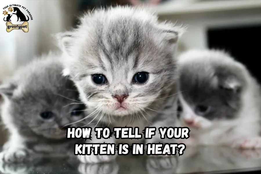 How To Tell If Your Kitten Is In Heat?