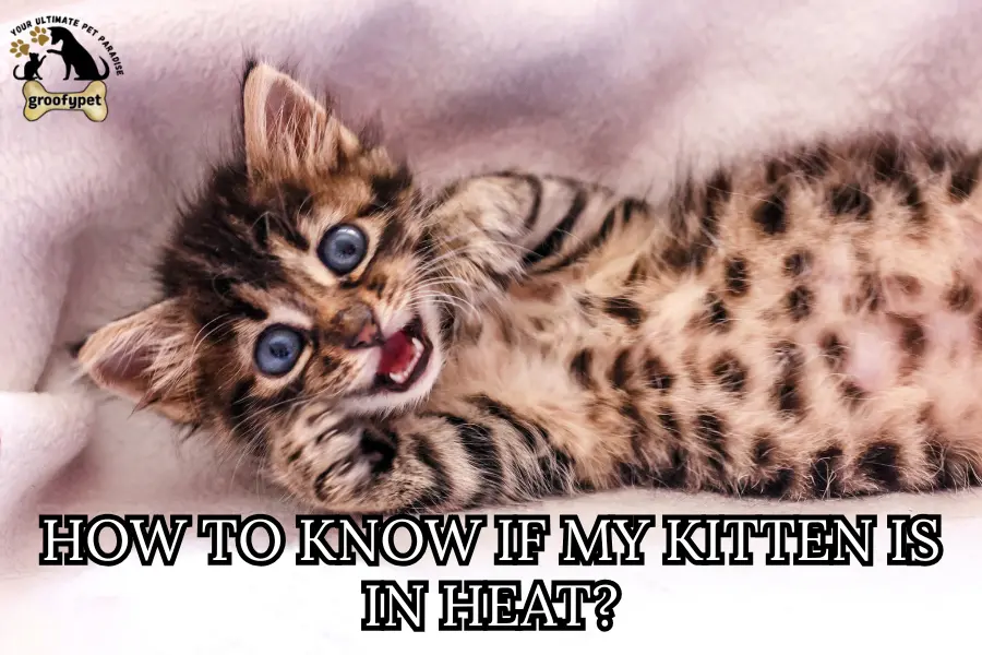 How to know if my kitten is in heat?
