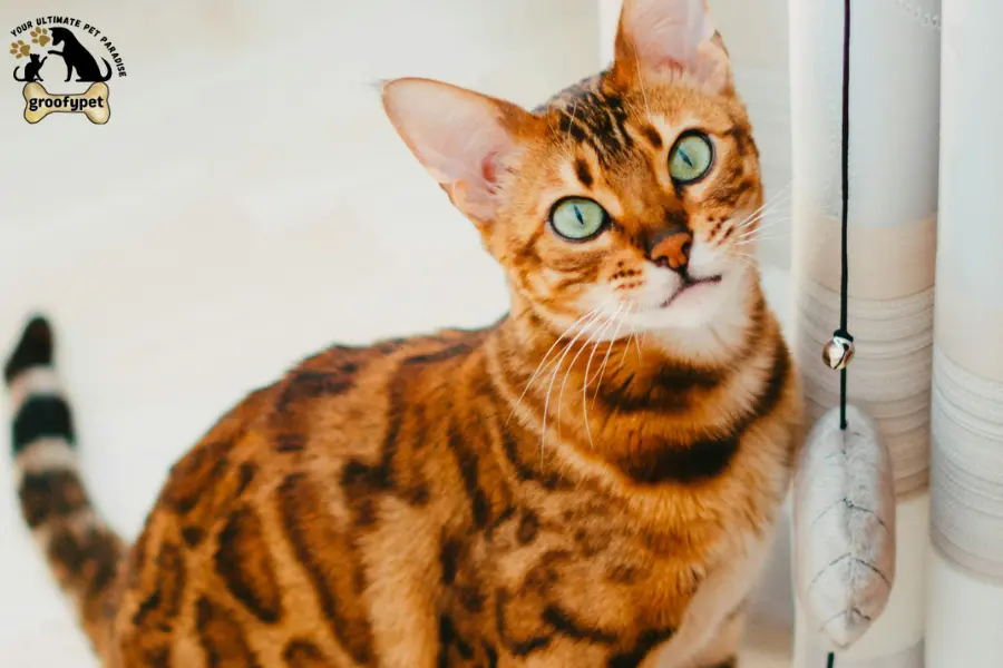 Cat Breeds with long legs