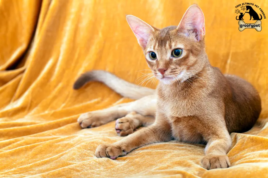  Cat Breeds with long legs