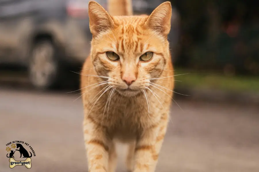 Cat Breeds with long legs