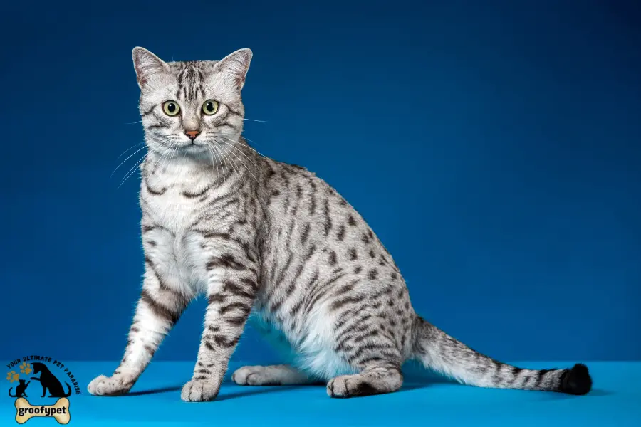 Cat Breeds with long legs
