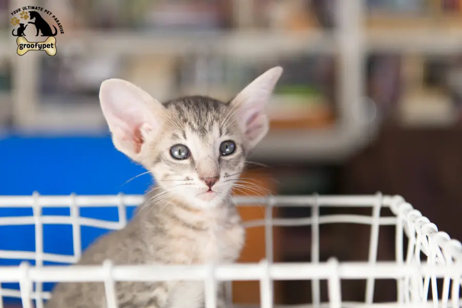  Cat Breeds with long legs