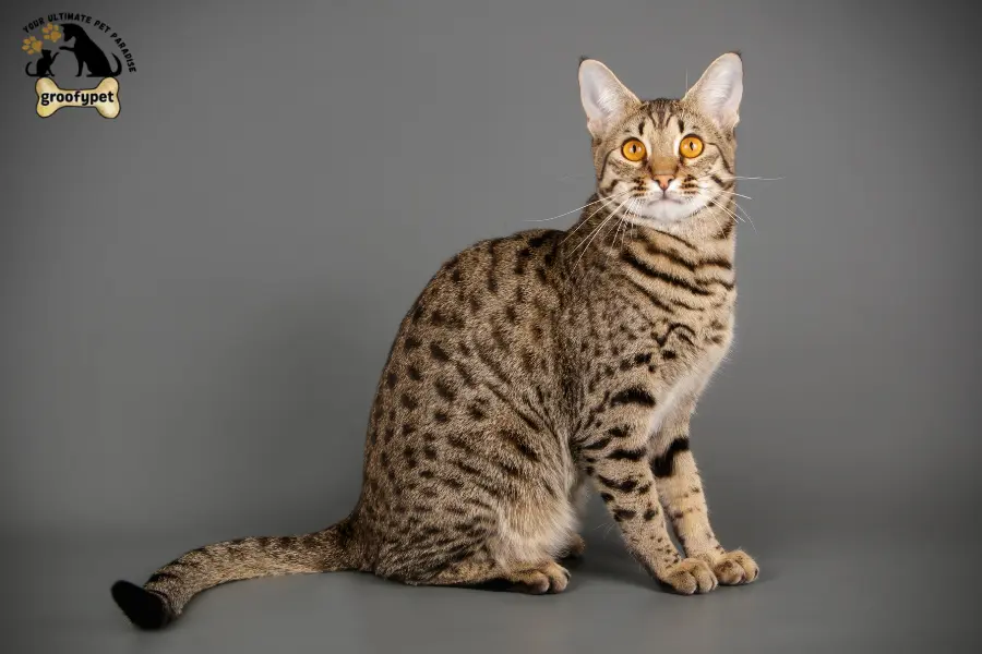  Cat Breeds with long legs