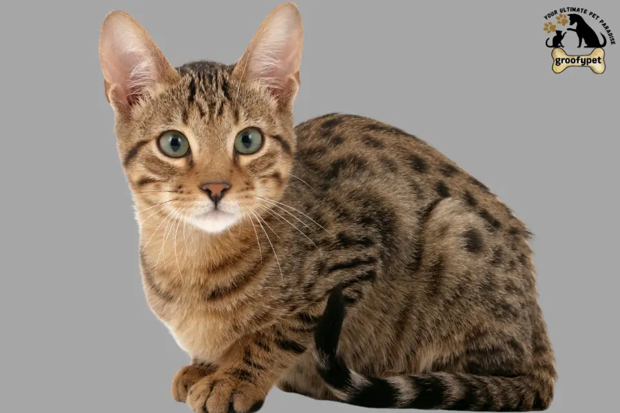  Cat Breeds with long legs