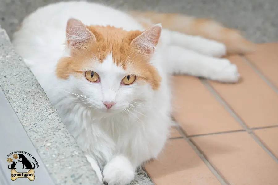 Cat Breeds with long legs