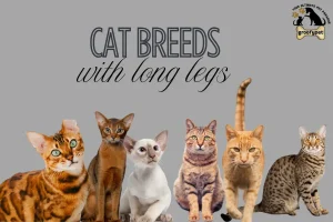Cat Breeds with long legs