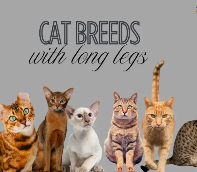 Cat Breeds with Long Legs That Captivate Your Heart!