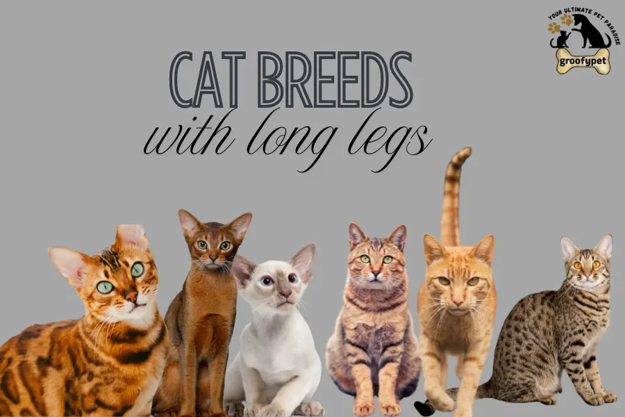  Cat Breeds with long legs