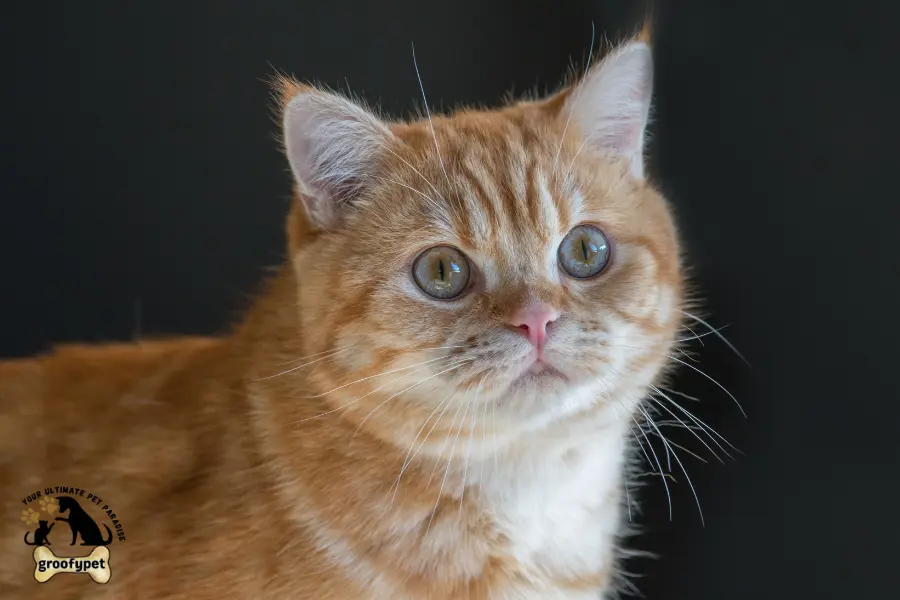 chinchilla british shorthair