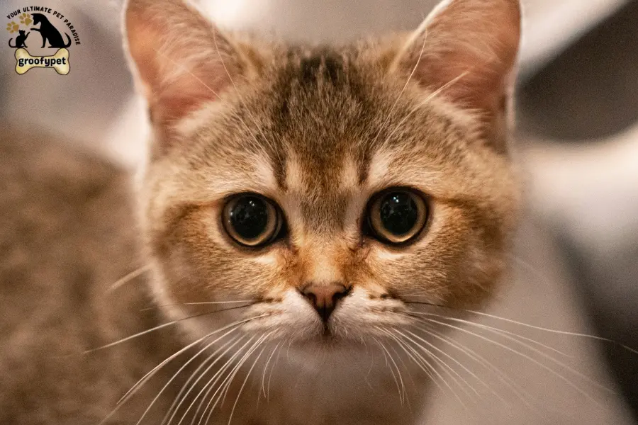 chinchilla british shorthair