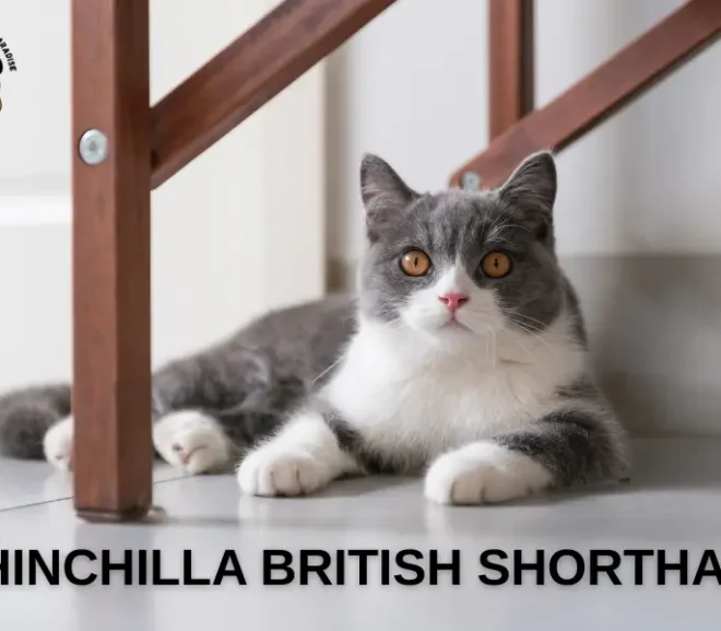 Chinchilla British Shorthair: The best Companion for Joyful Home!