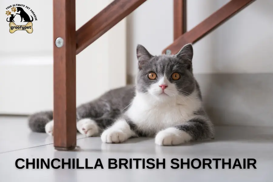 chinchilla british shorthair