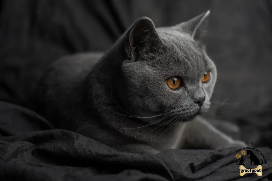 chinchilla british shorthair