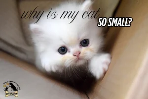 why is my cat so small?