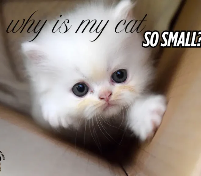 Why Is My Cat So Small? Amazing Reasons About Tiny Cats