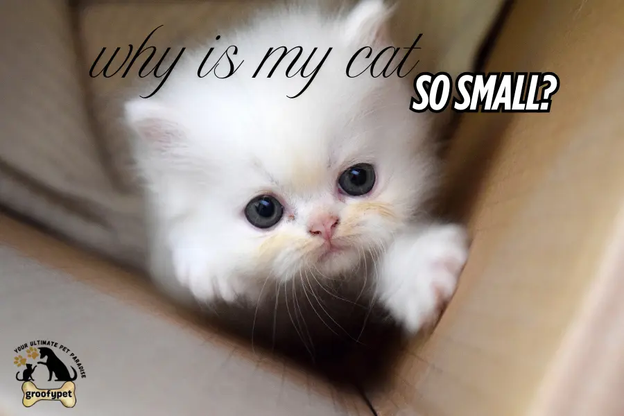 why is my cat so small?