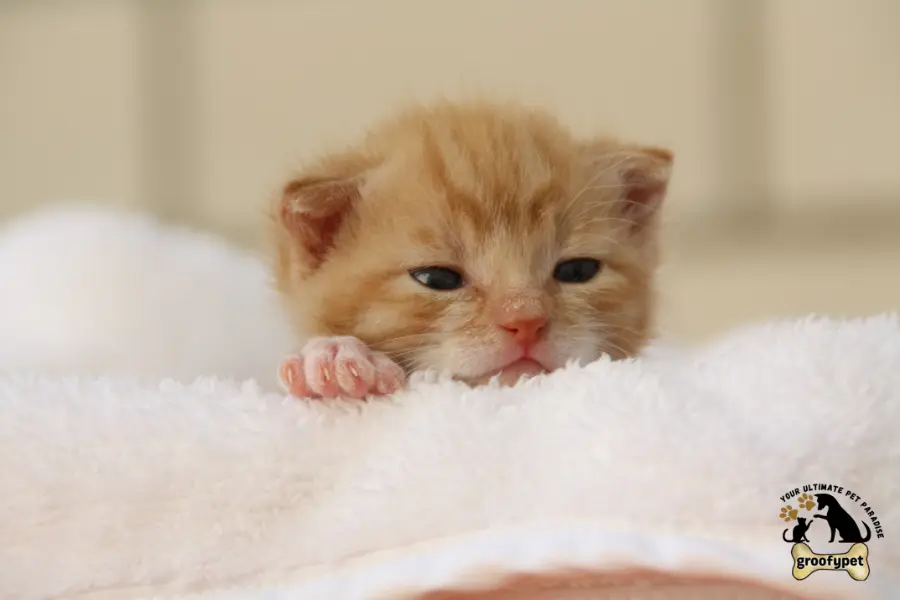 why is my cat so small?