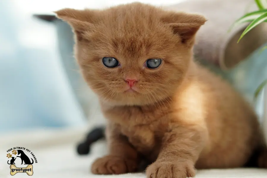 why is my cat so small?