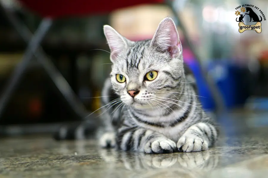 Round Face Cat Breeds