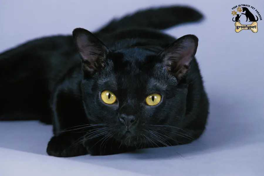 Round Face Cat breeds