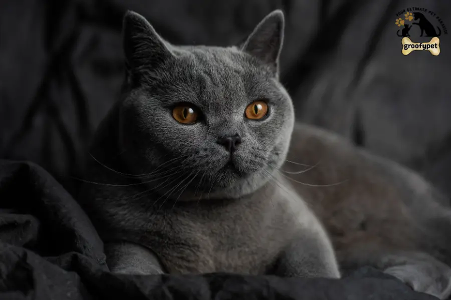 Round Face Cat breeds