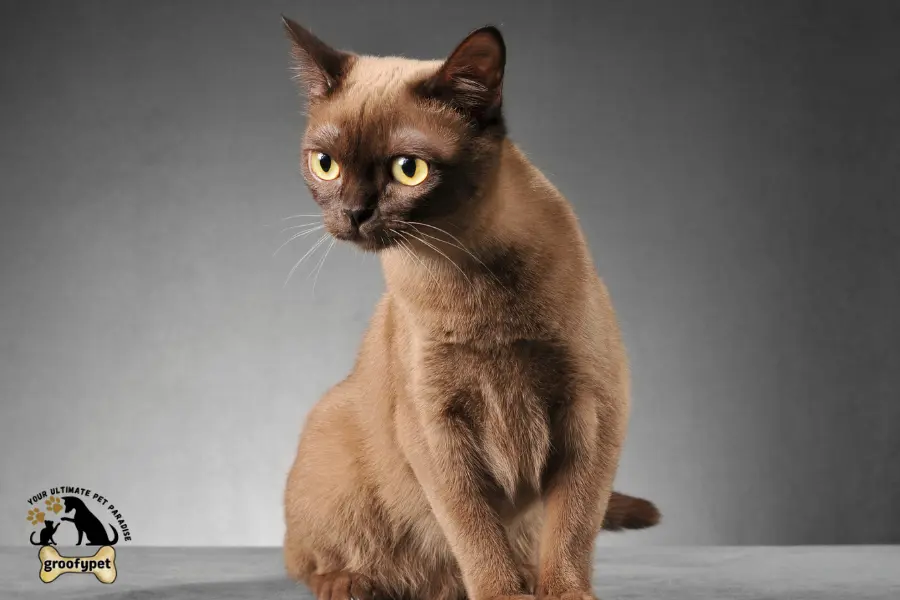 Round Face Cat breeds