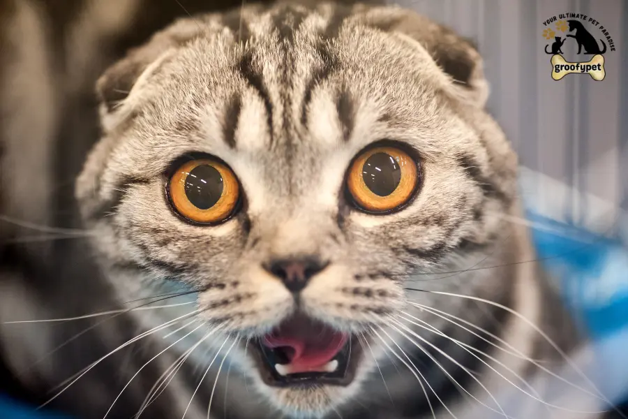 Round Face Cat breeds