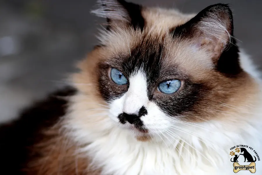 Round Face Cat breeds