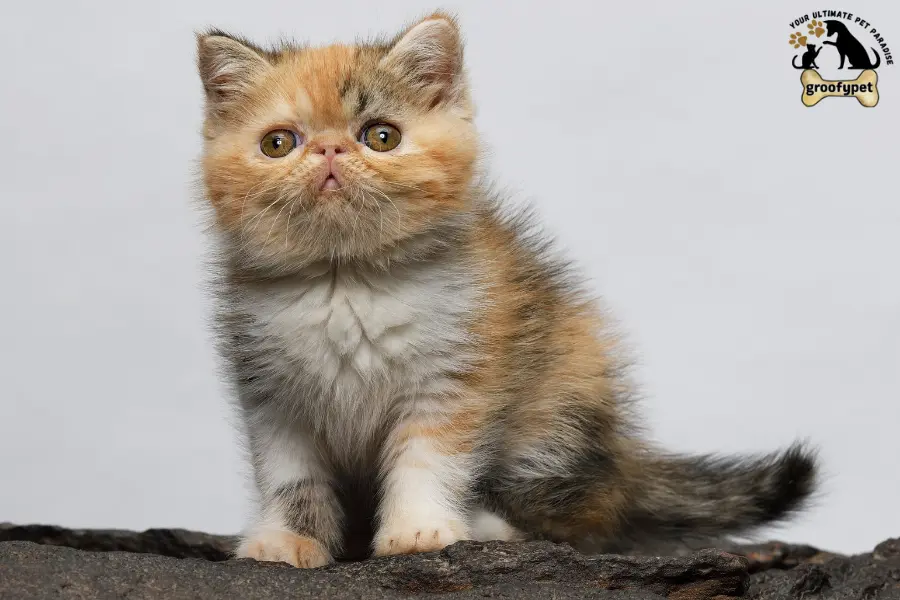 Round Face Cat breeds