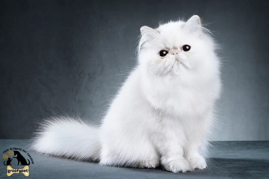 Round Face Cat breeds