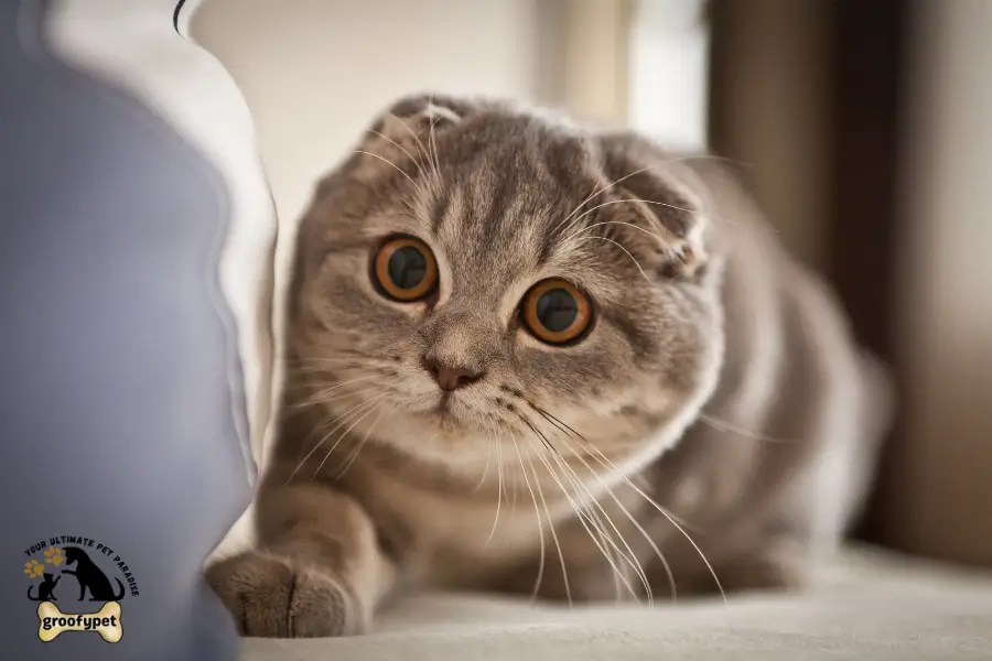 Round Face Cat breeds