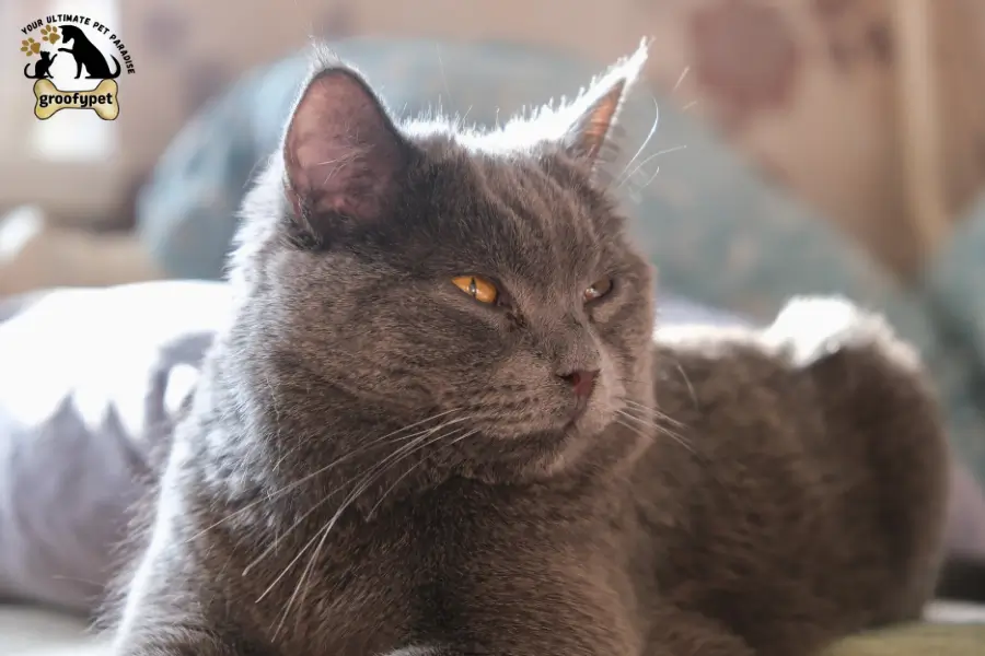 Round Face Cat Breeds