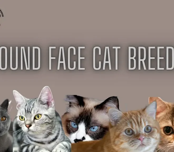 12 Round Face Cat Breeds Bring Joy to Your Home!