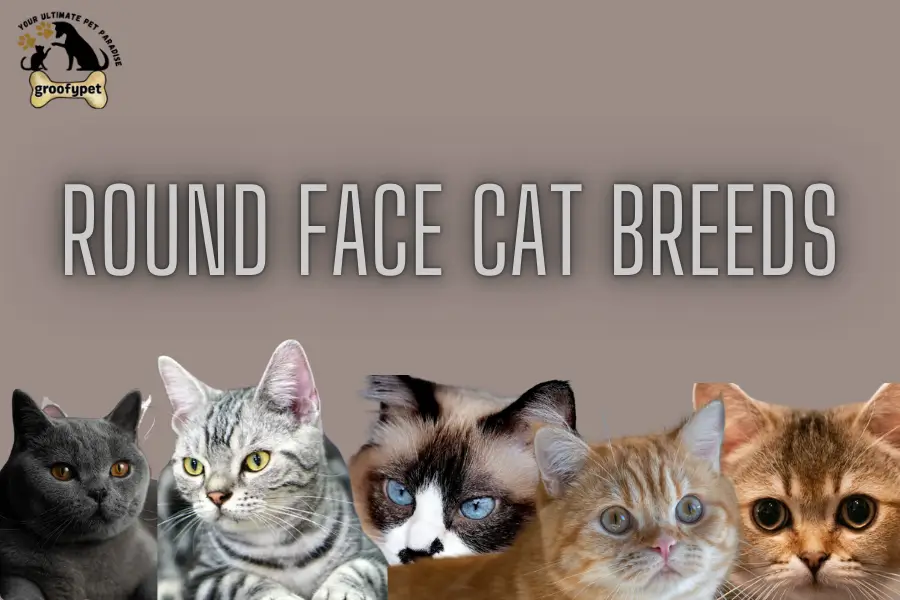 Round Face Cat Breeds
