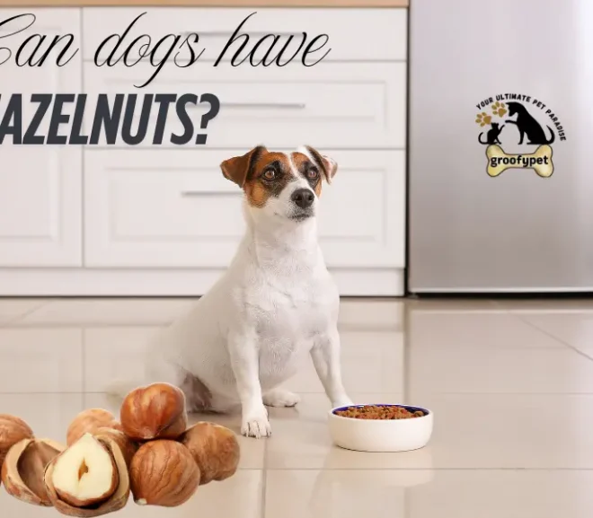 Can Dogs Have Hazelnuts? Safety Tips and Risks!